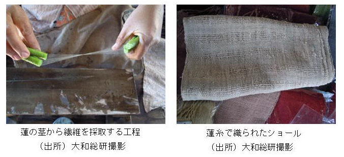 蓮の茎から繊維を採取する工程と蓮糸で織られたショール