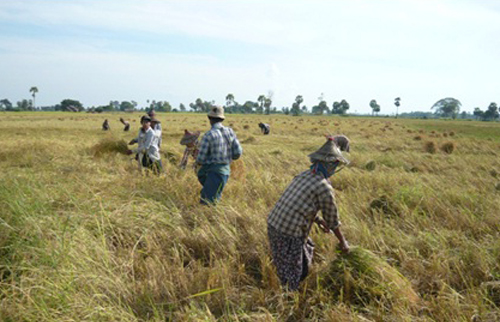 ミャンマー国　農業・農村開発ツーステップローン事業準備調査