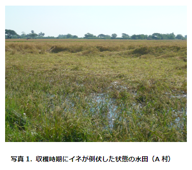 写真1. 収穫時期にイネが倒伏した状態の水田（A村）